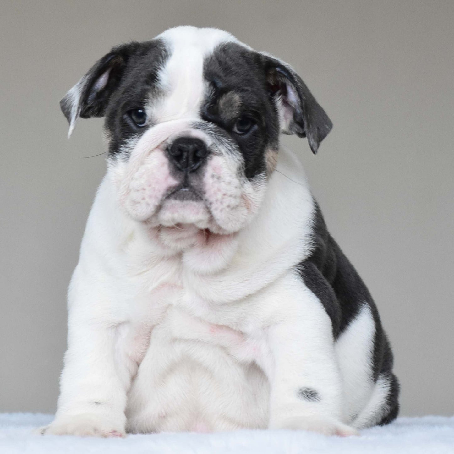 ELSA (Girl) - WB English Bulldogs