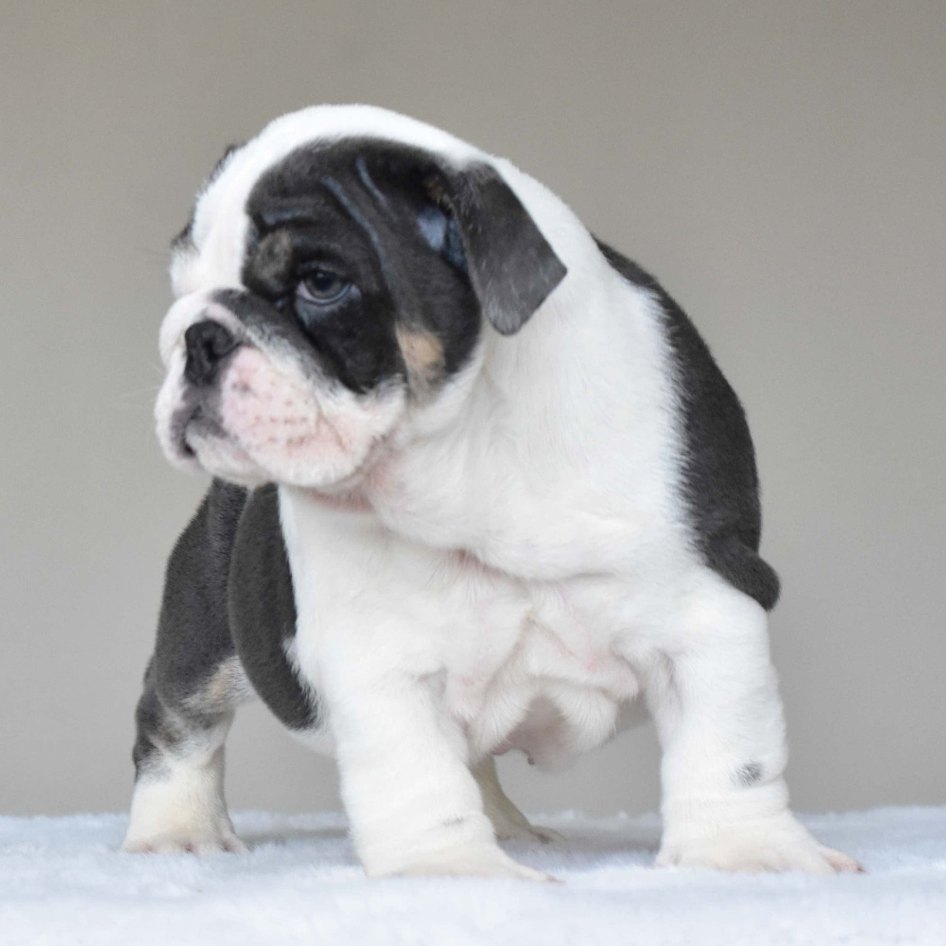 ELSA (Girl) - WB English Bulldogs