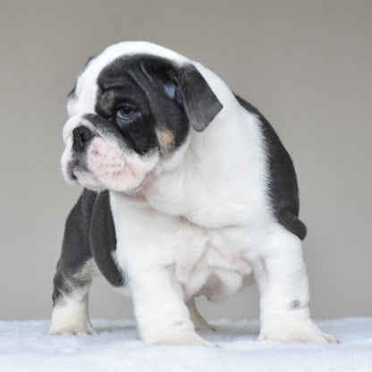 ELSA (Girl) - WB English Bulldogs