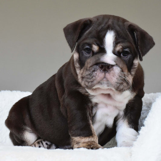 ESPRESSO (Boy) - WB English Bulldogs