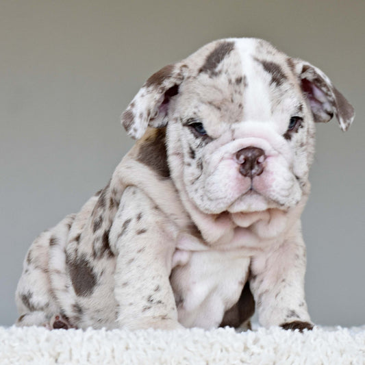 FERRERO (Boy) - WB English Bulldogs