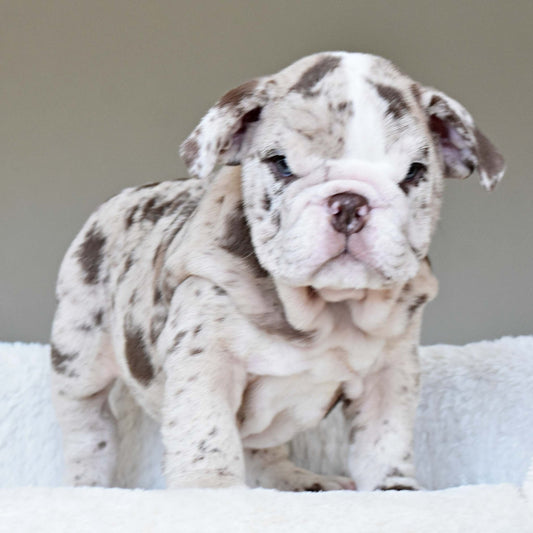 FERRERO (Boy) - WB English Bulldogs