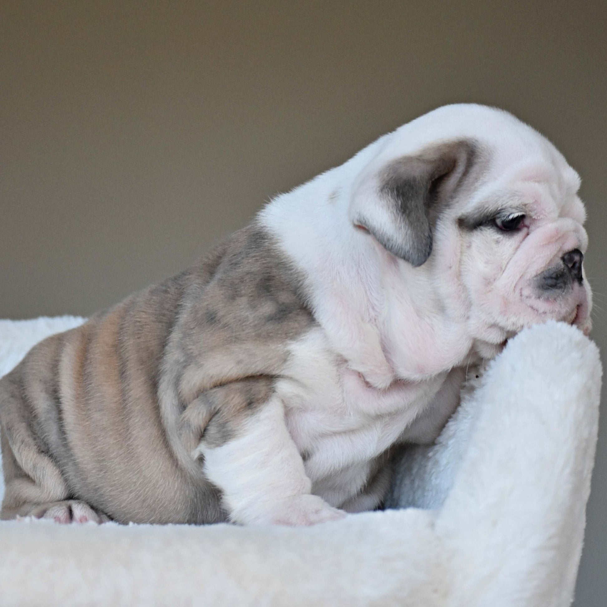 FYNN (Boy) - WB English Bulldogs