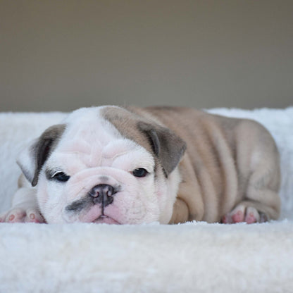 FYNN (Boy) - WB English Bulldogs