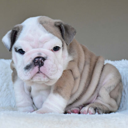 FYNN (Boy) - WB English Bulldogs