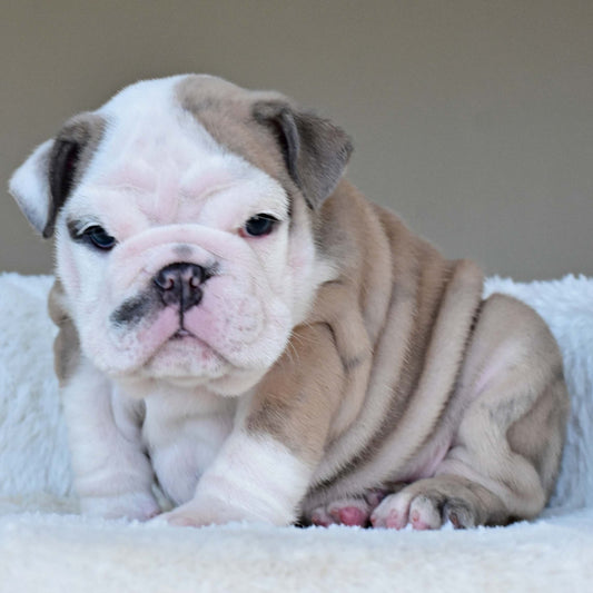 FYNN (Boy) - WB English Bulldogs