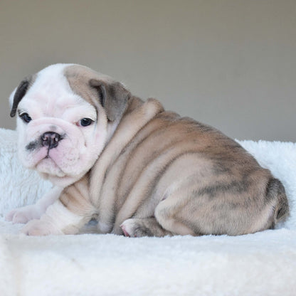 FYNN (Boy) - WB English Bulldogs