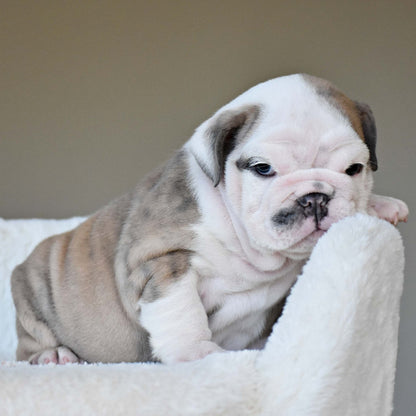 FYNN (Boy) - WB English Bulldogs
