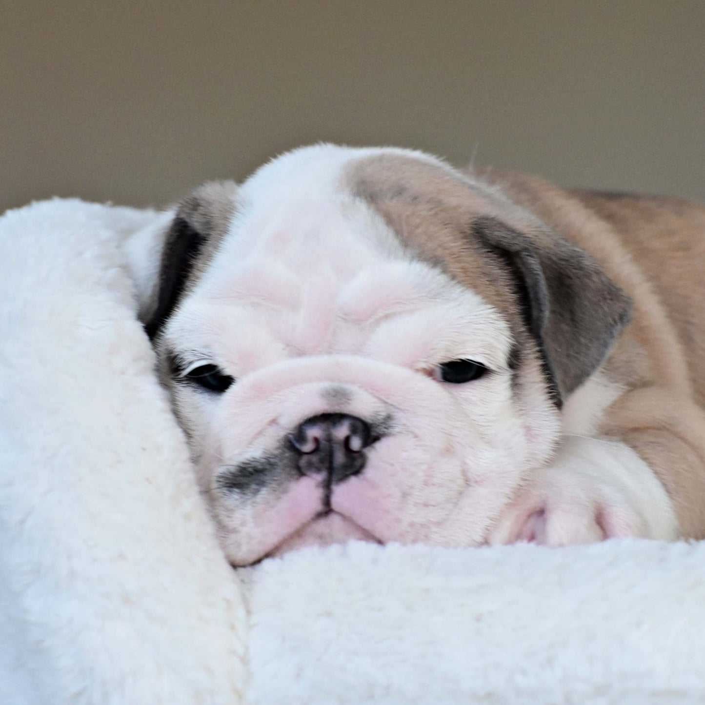 FYNN (Boy) - WB English Bulldogs
