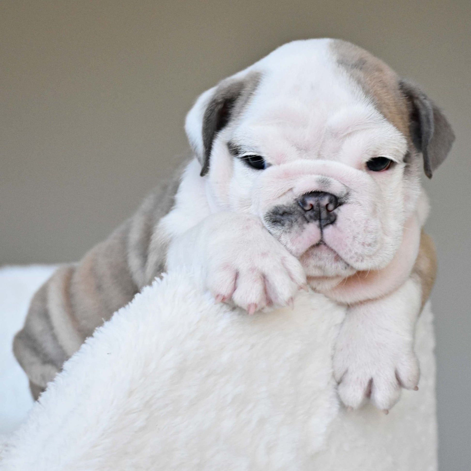 FYNN (Boy) - WB English Bulldogs