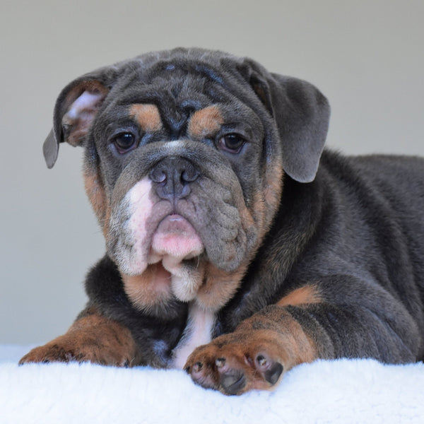 💎 GASTON - WB English Bulldogs