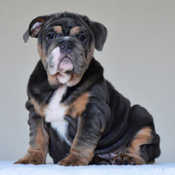 💎 GASTON - WB English Bulldogs