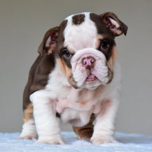 GIA - $3,000 - WB English Bulldogs