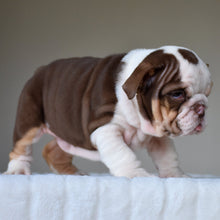 GIA - $3,000 - WB English Bulldogs