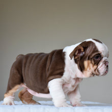 GIA - $3,000 - WB English Bulldogs