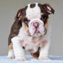 GIA - $3,000 - WB English Bulldogs