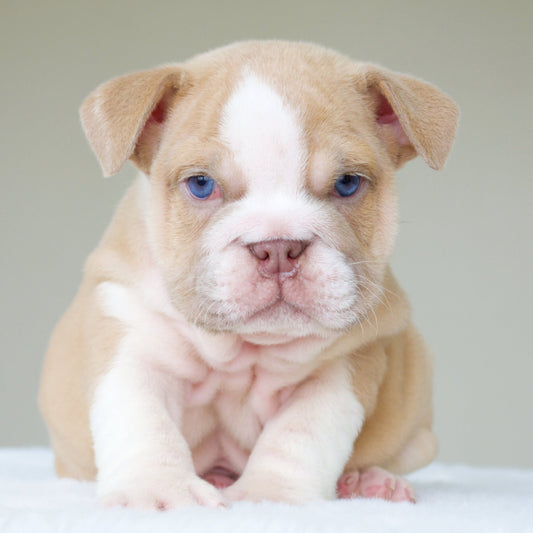 GIGI (Girl) - WB English Bulldogs