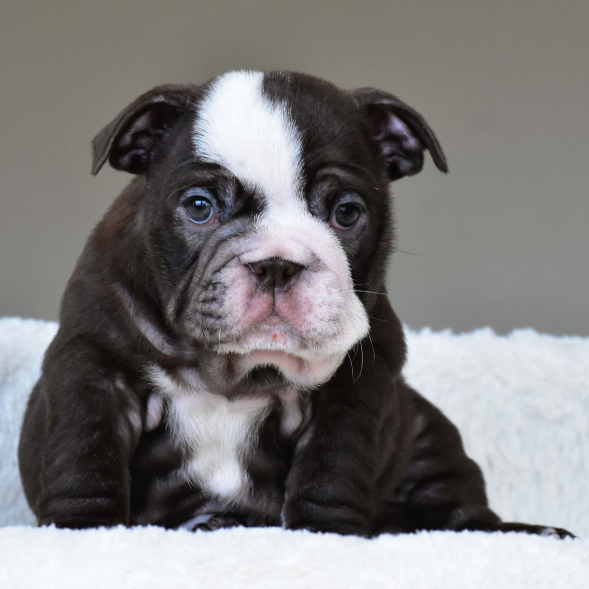 GODIVA (Girl) - WB English Bulldogs