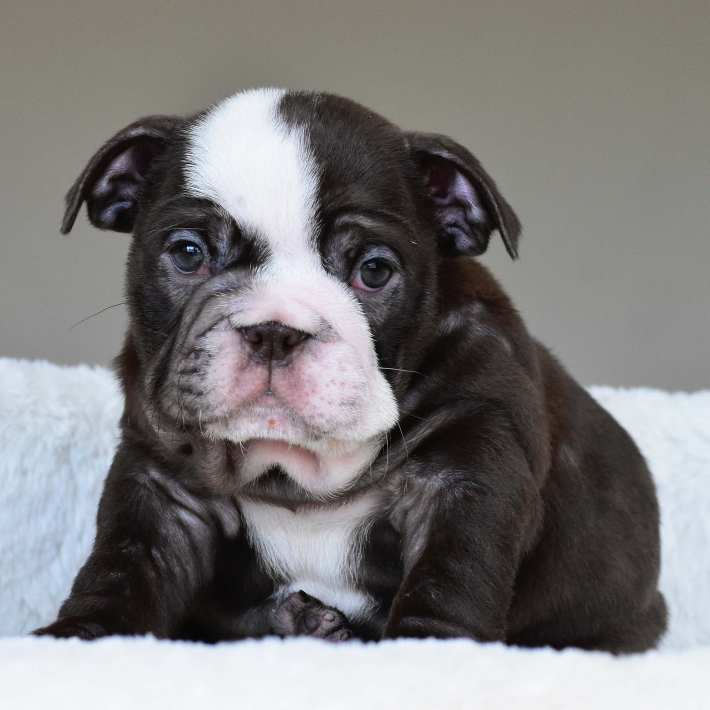 GODIVA (Girl) - WB English Bulldogs