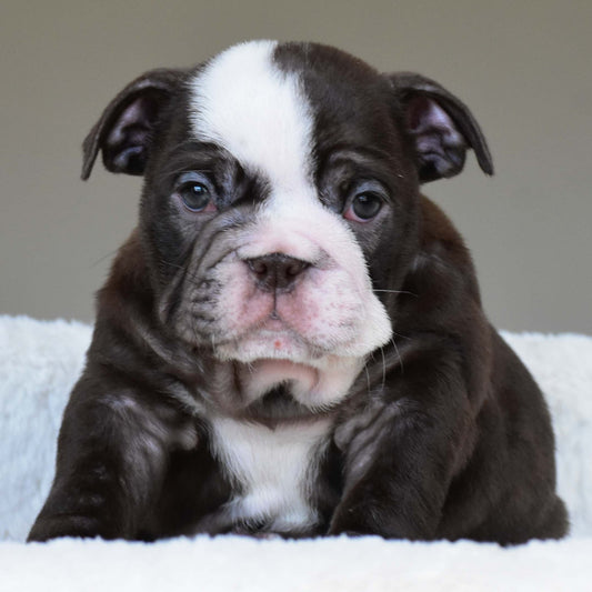 GODIVA (Girl) - WB English Bulldogs