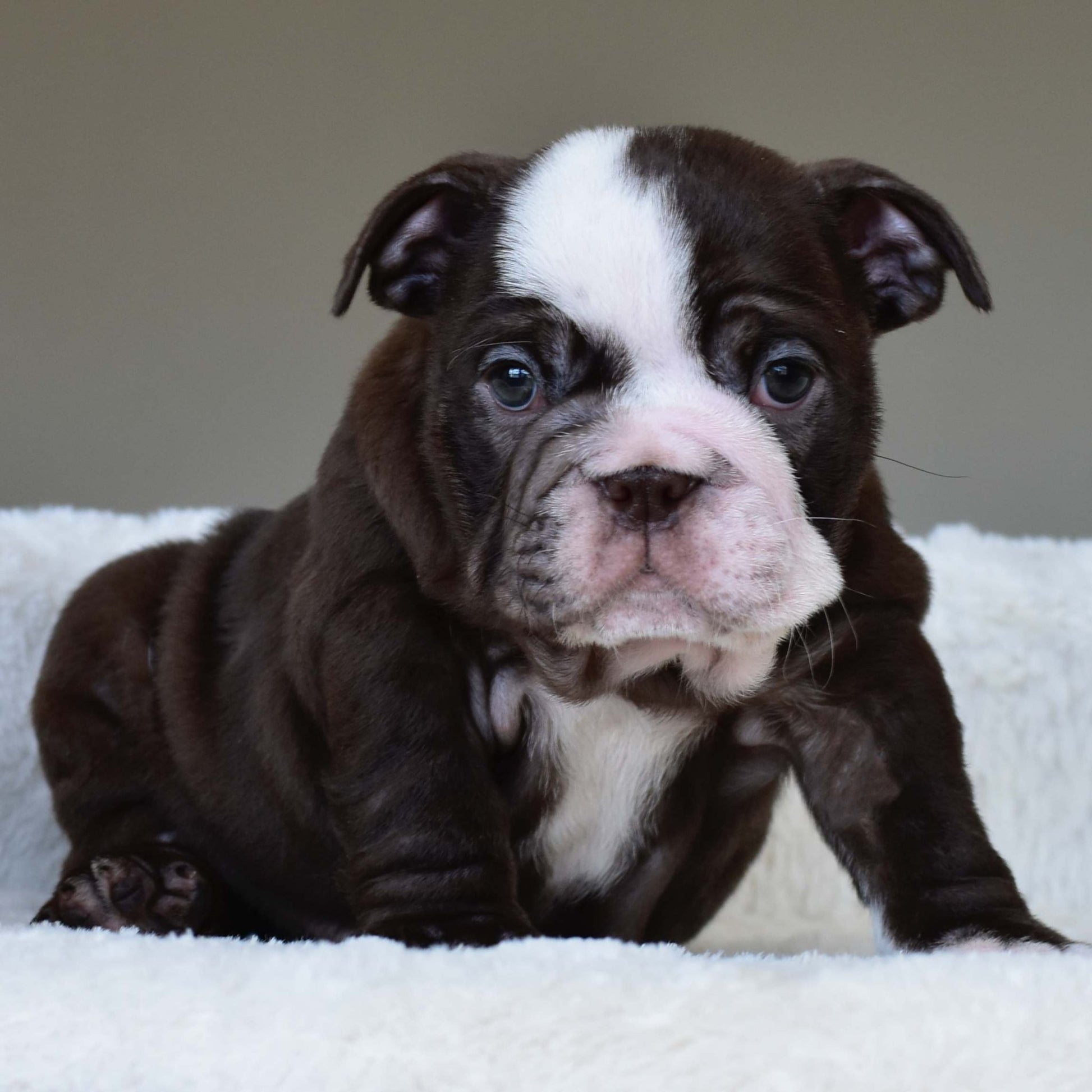 GODIVA (Girl) - WB English Bulldogs