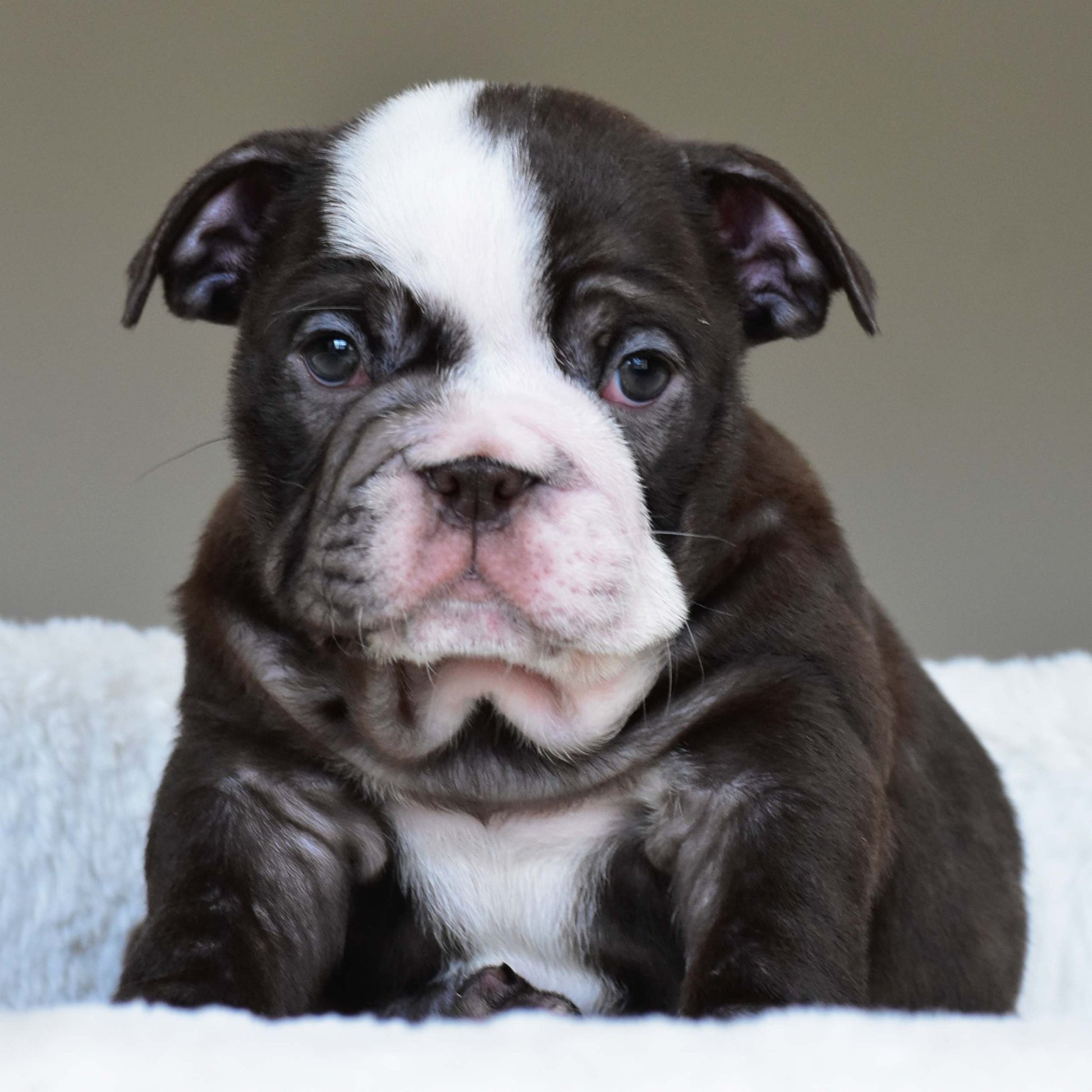 GODIVA (Girl) - WB English Bulldogs