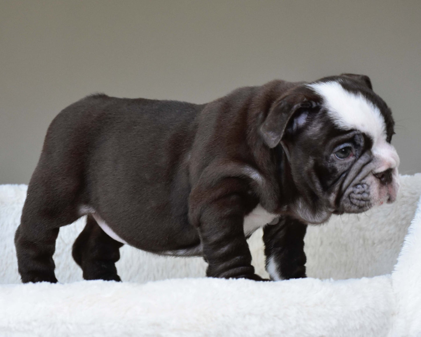 GODIVA (Girl) - WB English Bulldogs