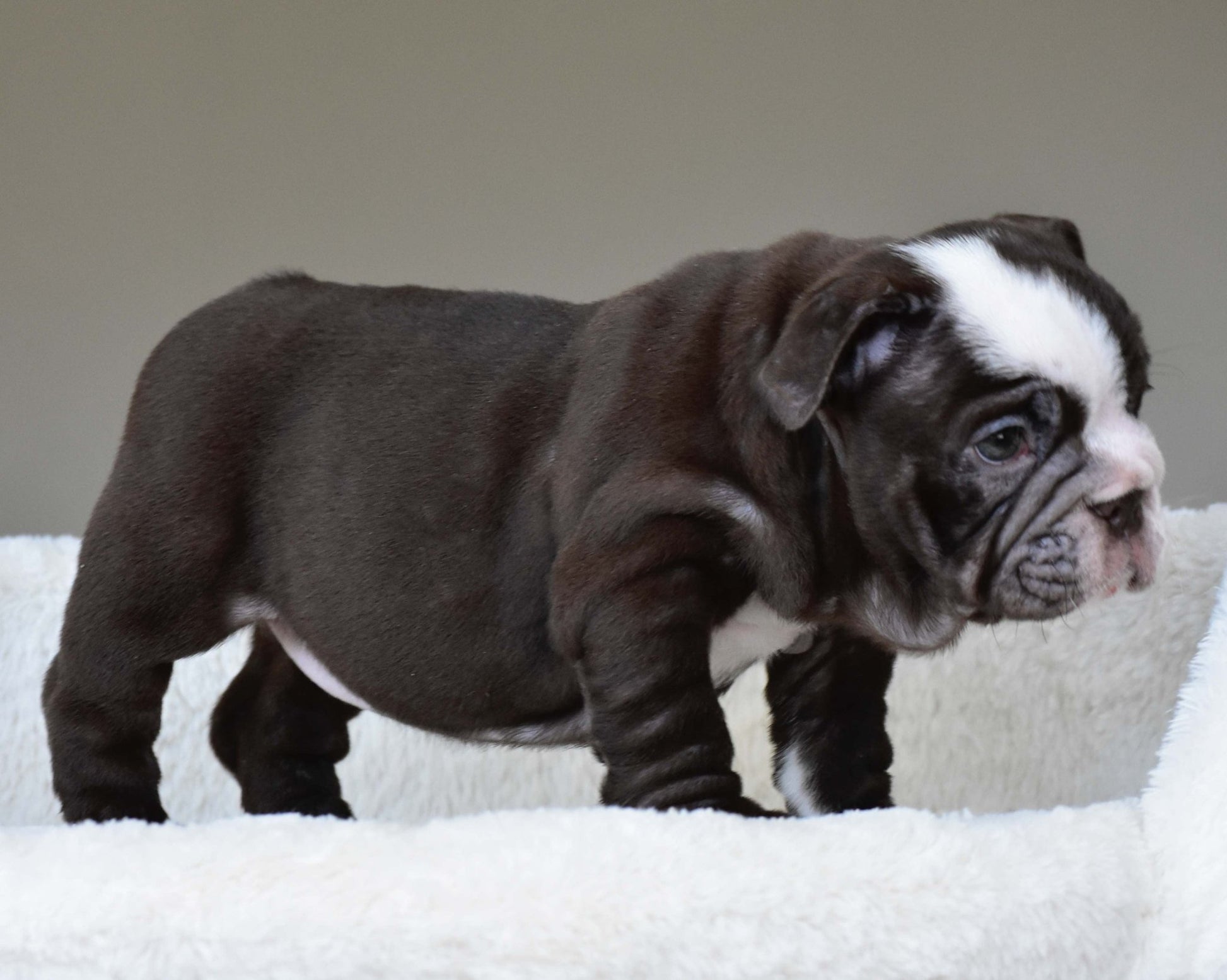 GODIVA (Girl) - WB English Bulldogs