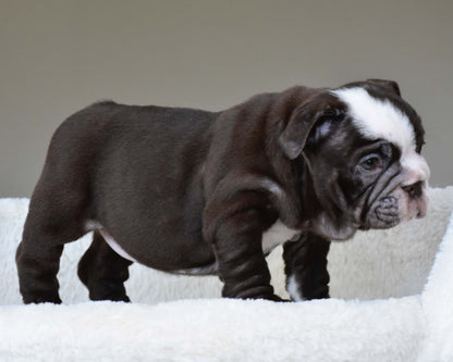 GODIVA (Girl) - WB English Bulldogs
