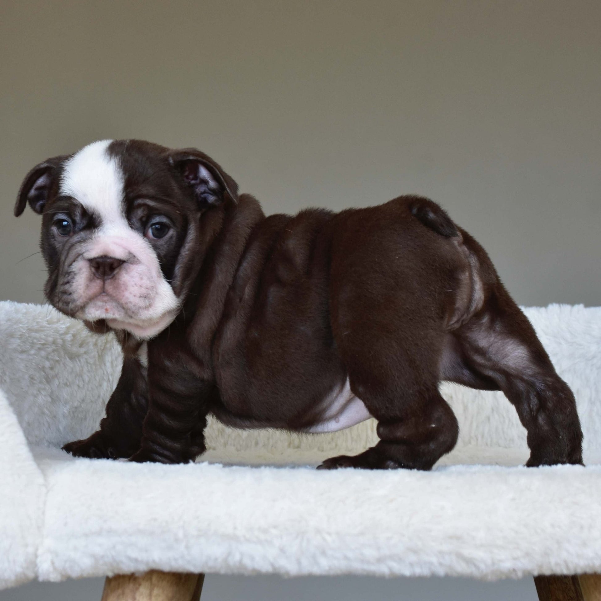 GODIVA (Girl) - WB English Bulldogs