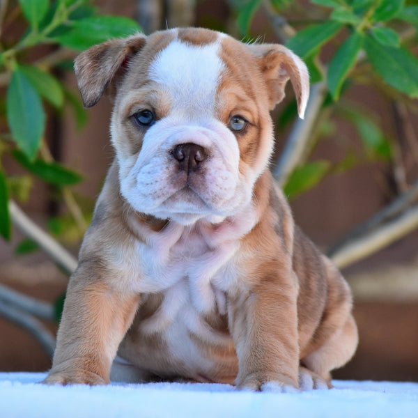 GOLDO - $3200 - WB English Bulldogs