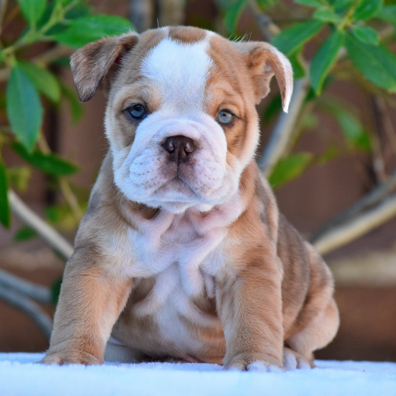 GOLDO - $3200 - WB English Bulldogs
