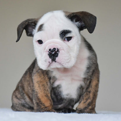 HANK (BOY) - WB English Bulldogs