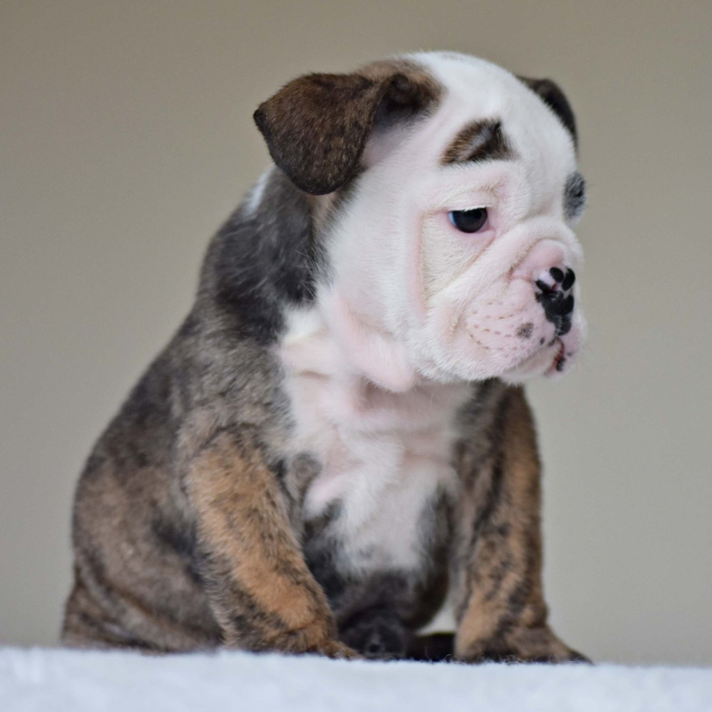 HANK (BOY) - WB English Bulldogs