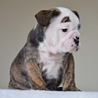 HANK (BOY) - WB English Bulldogs