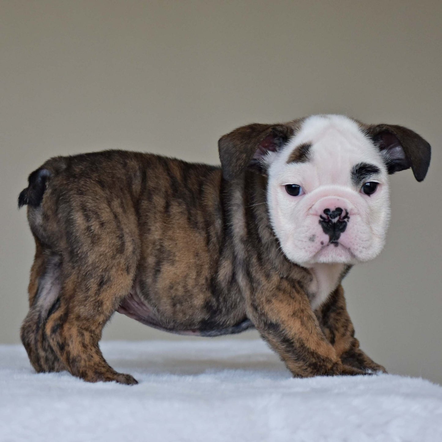 HANK (BOY) - WB English Bulldogs