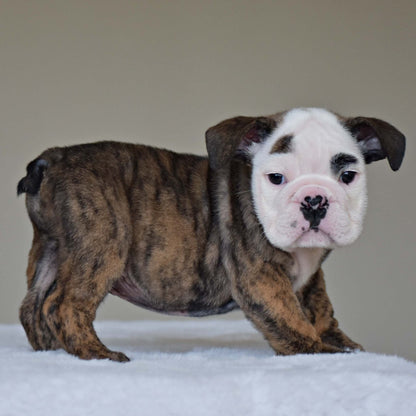 HANK (BOY) - WB English Bulldogs