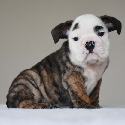 HANK (BOY) - WB English Bulldogs