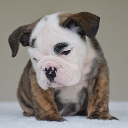 HANK (BOY) - WB English Bulldogs