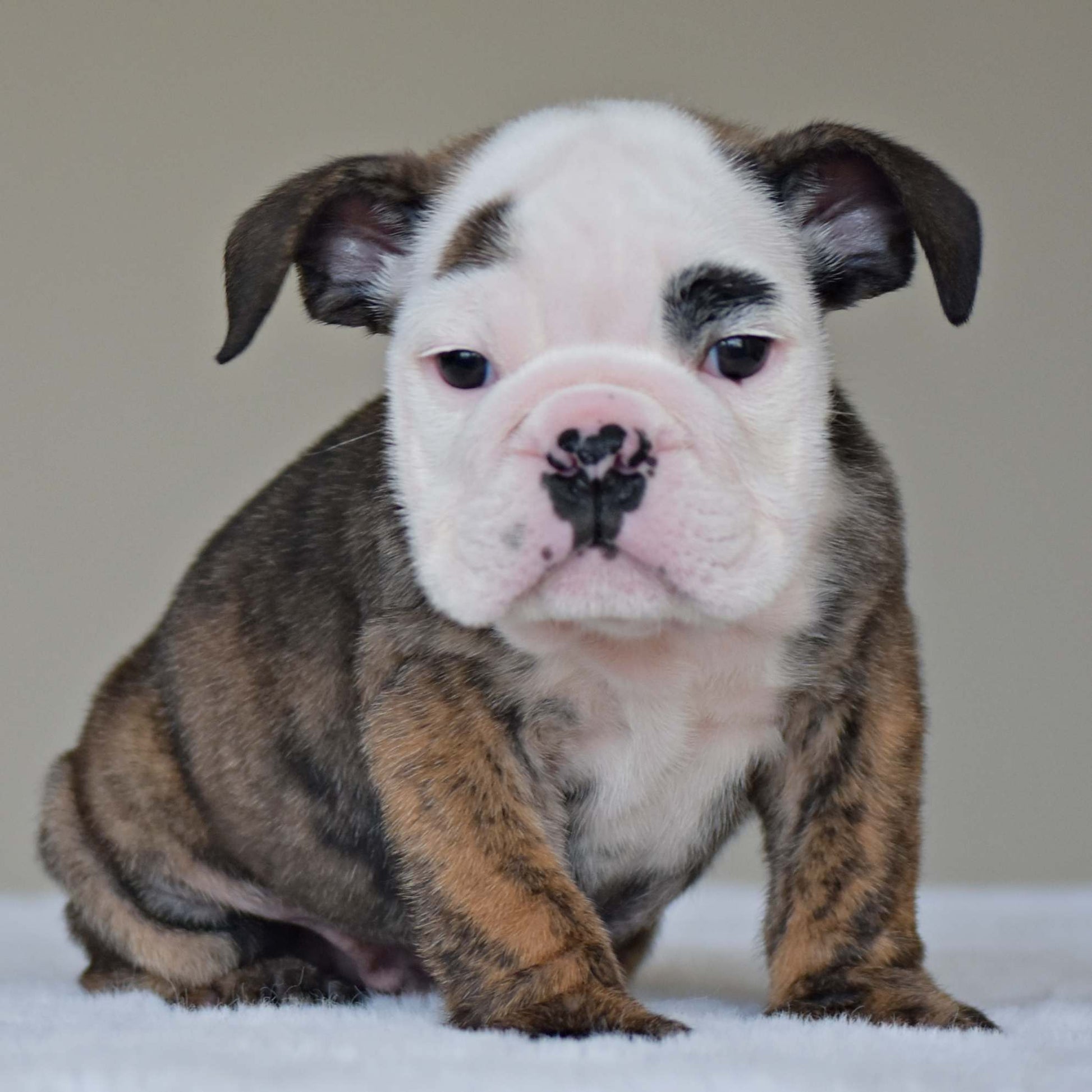 HANK (BOY) - WB English Bulldogs