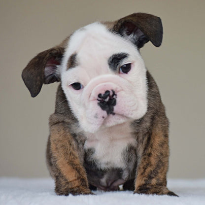 HANK (BOY) - WB English Bulldogs