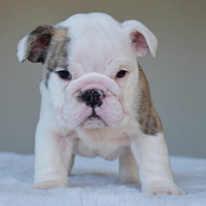 HARPER (Girl) - WB English Bulldogs