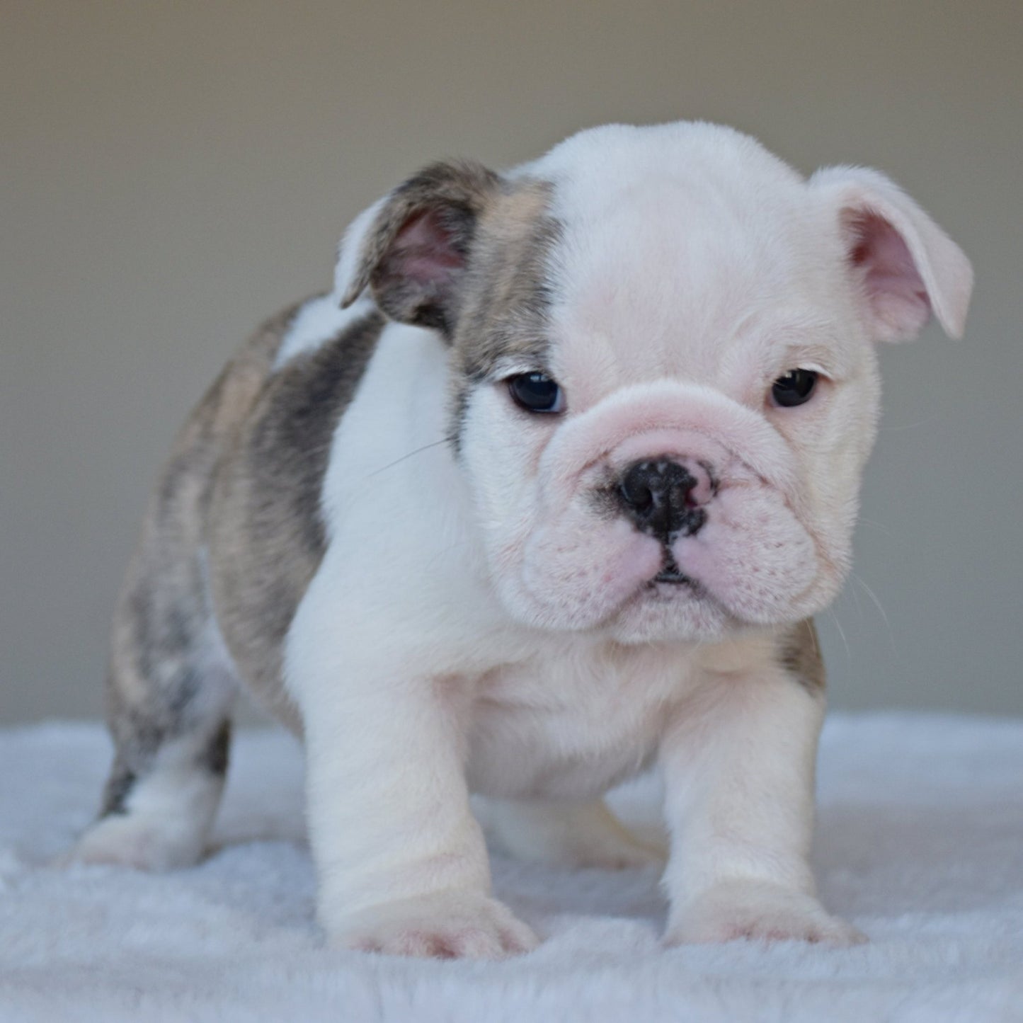 HARPER (Girl) - WB English Bulldogs