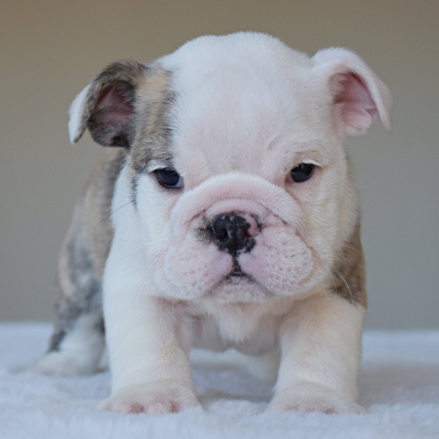 HARPER (Girl) - WB English Bulldogs