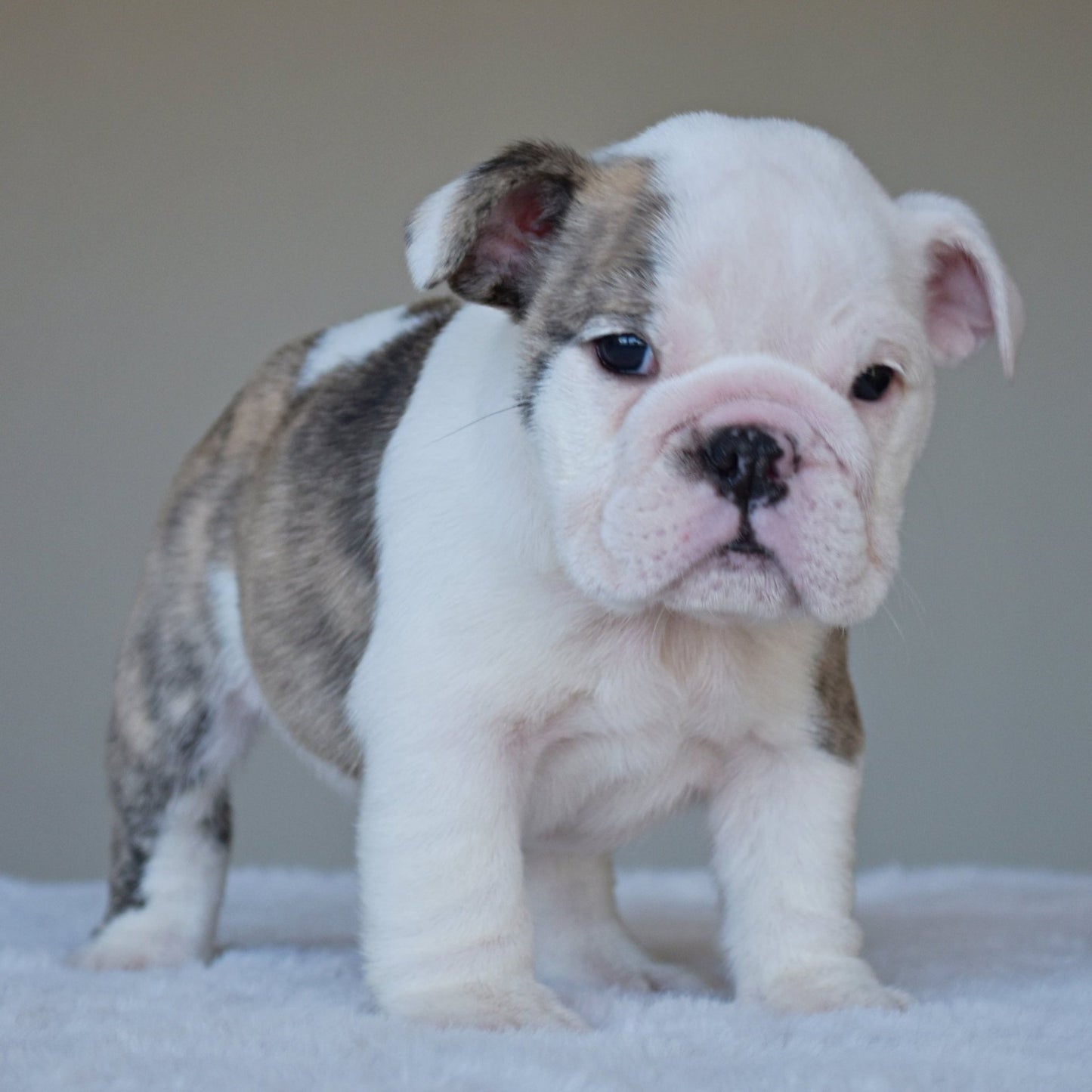 HARPER (Girl) - WB English Bulldogs