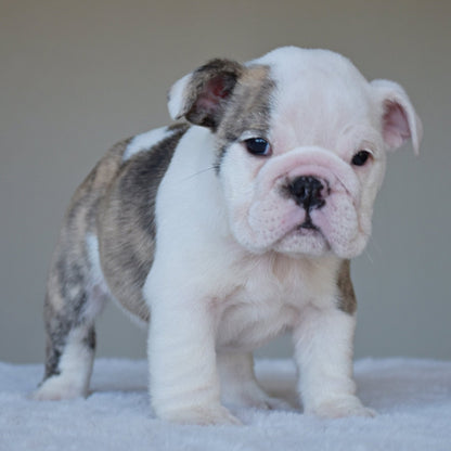 HARPER (Girl) - WB English Bulldogs