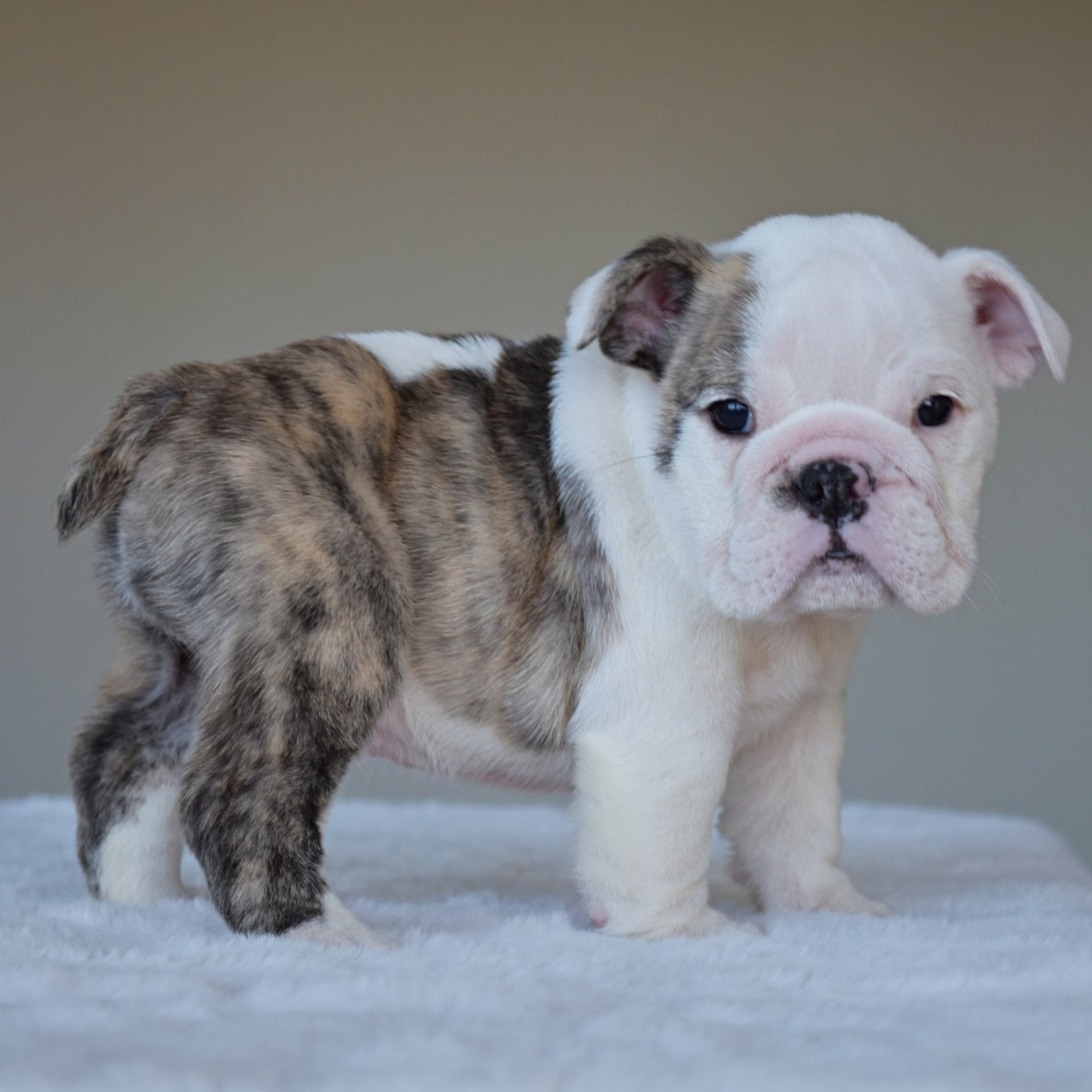 HARPER (Girl) - WB English Bulldogs