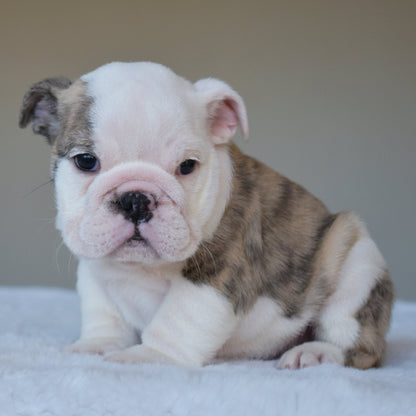 HARPER (Girl) - WB English Bulldogs