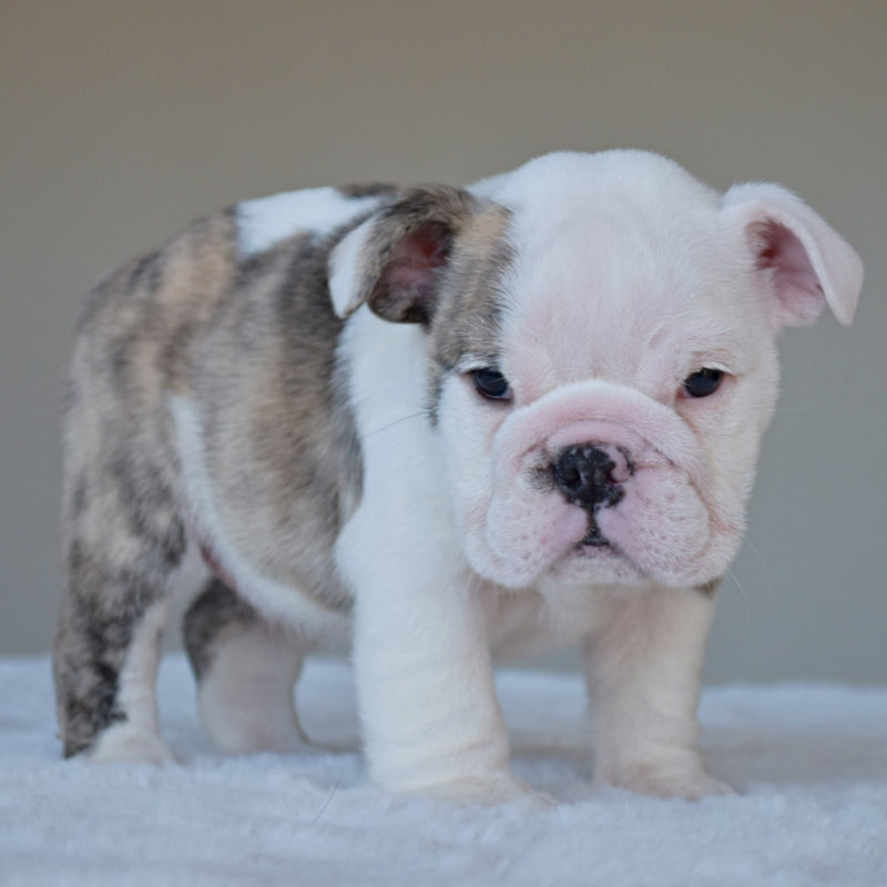 HARPER (Girl) - WB English Bulldogs