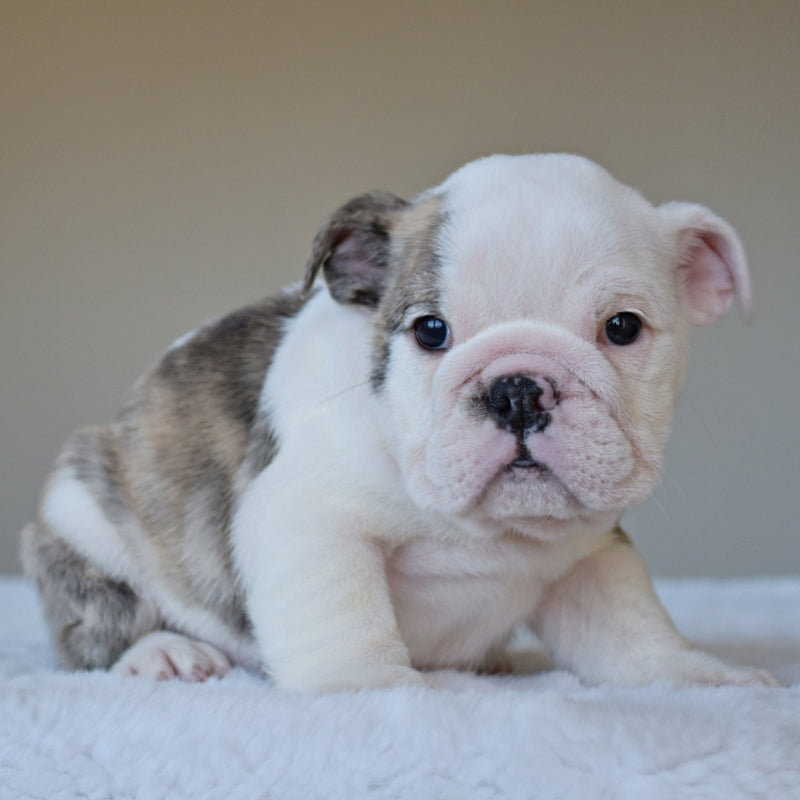 HARPER (Girl) - WB English Bulldogs